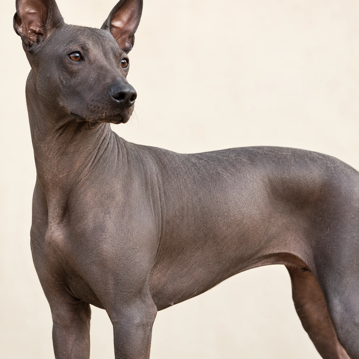Hairless / very little hair — Little or no body coat; skin care matters more than brushing.
